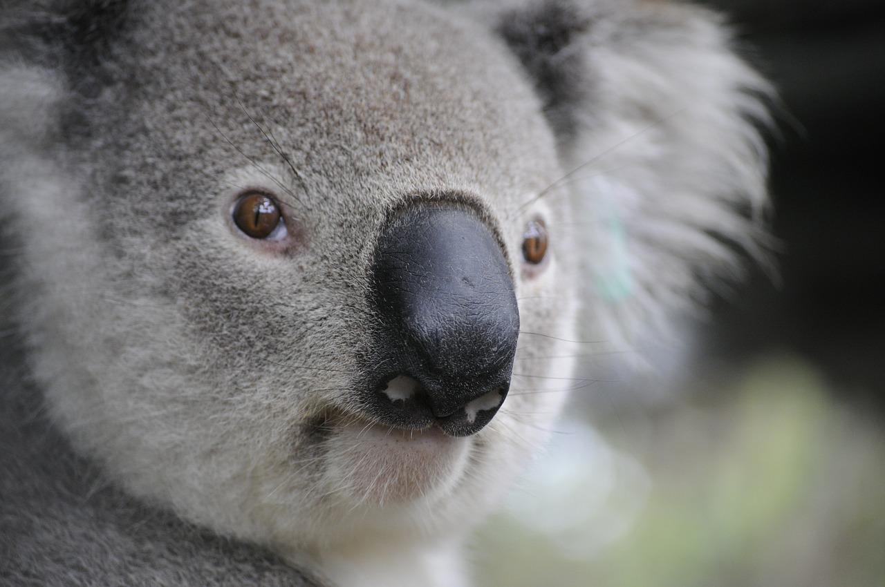 koala-630117_1280.jpg