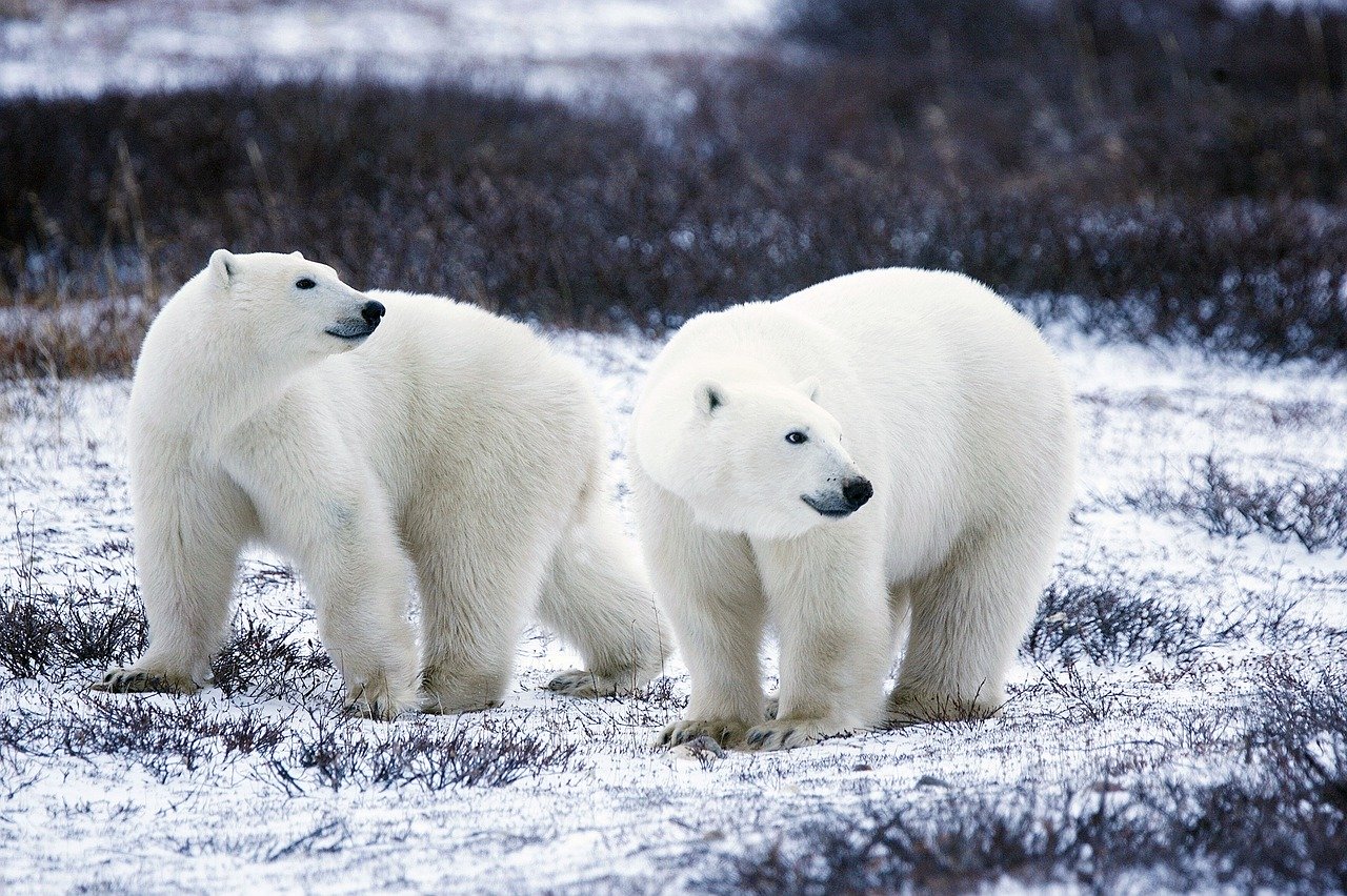 polar-bears-1665367_1280.jpg