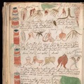 Voynich-kézirat