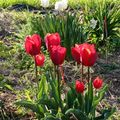 Szártalan tárnics és tulipánhegyek