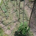 Fűnyírózás, eprek és virágok