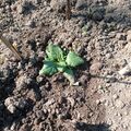 Új-zélandi spenót és a chayote tök