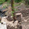 Megérkezett az Elaeagnus multiflora, el is ültettem