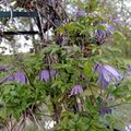 Clematis Alpina