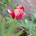 CicaÚr és Tulipánok