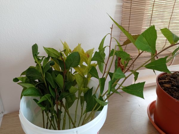 kk_img_20250528_124343.jpg