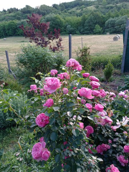 kk_img_20250608_062741.jpg
