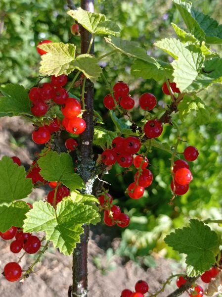 kk_img_20250608_085631.jpg