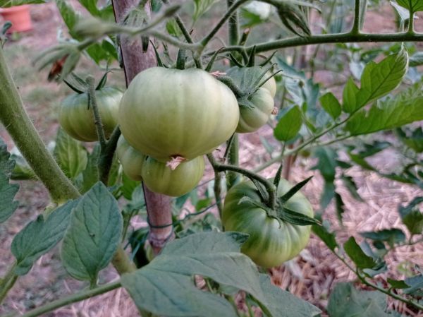 kk_img_20250701_201054.jpg