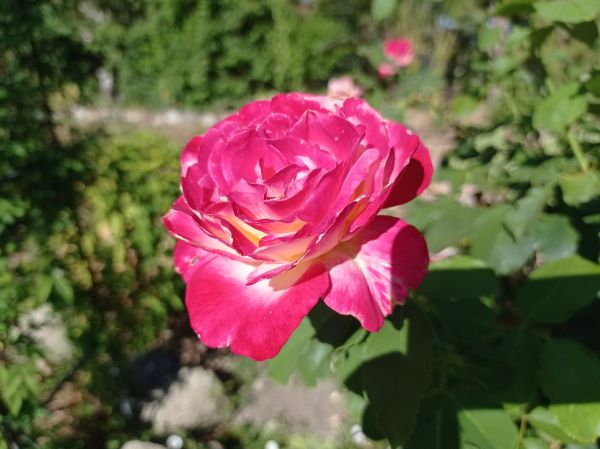 kk_img_20250702_075829.jpg
