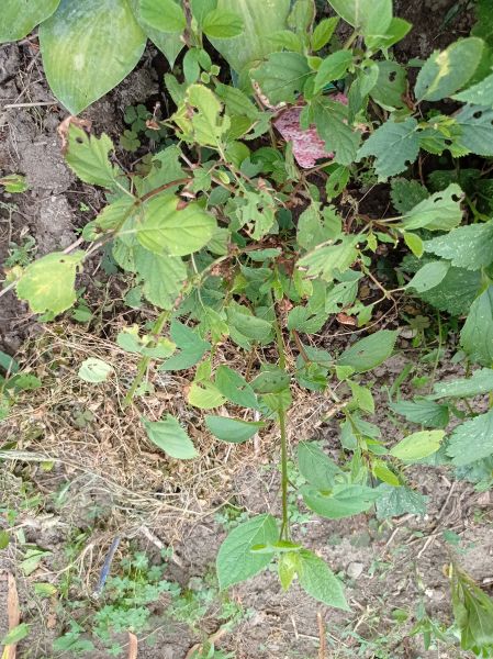 kk_img_20250716_150718.jpg