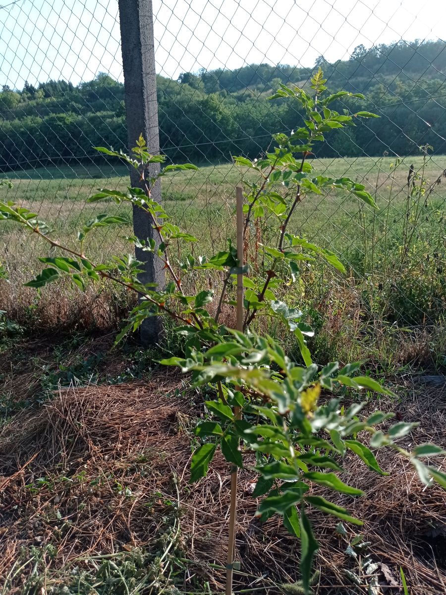 kk_img_20250725_071609.jpg
