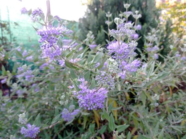 kk_img_20250905_074157.jpg