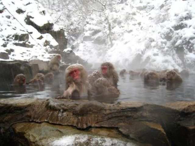 Makákó spa Japánban