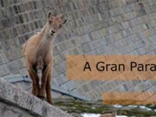 A Gran Paradiso kecskéi