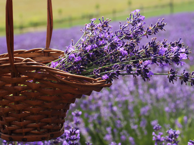 Provence itthon
