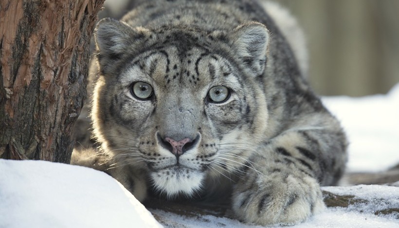 snow-leopard-observing-prey.jpg