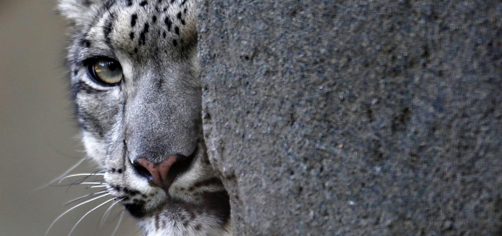 snow-leopard.jpg