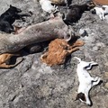 " A kutyákat megölik ugye?" Bács -Kiskun megyei horror