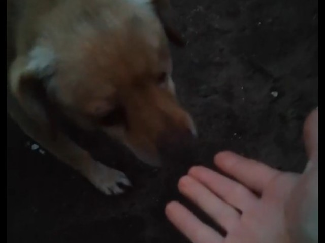 Daco, egy kilakoltatás hagyatéka