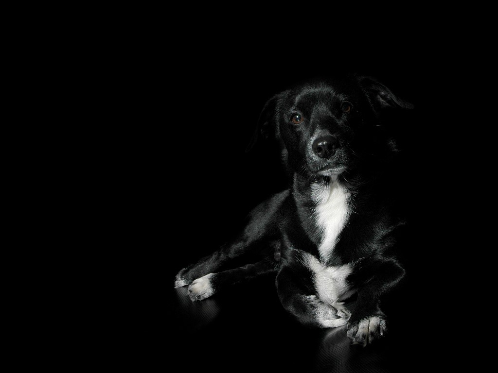 black-dog.jpg