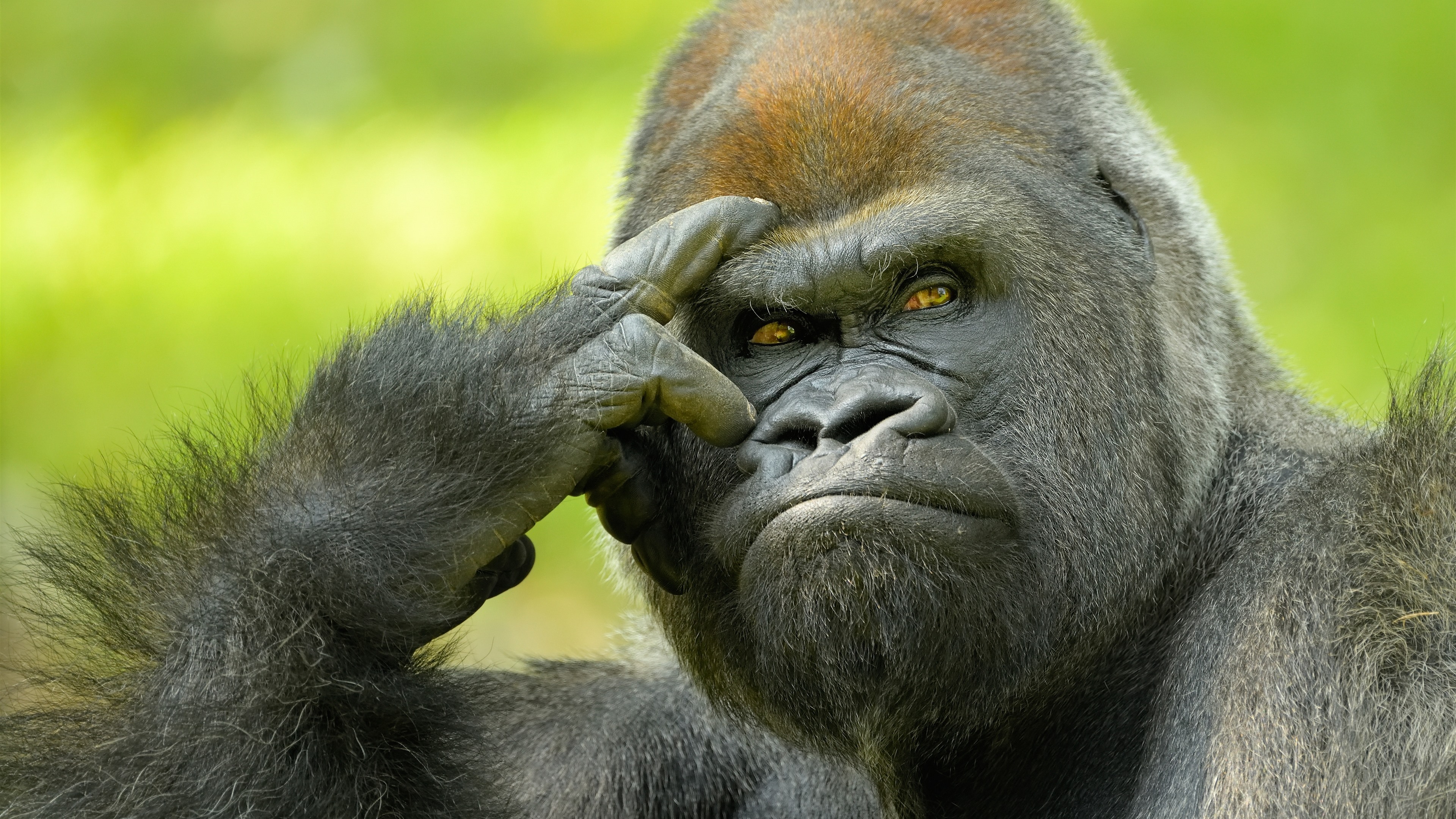 gorilla_eredeti.jpg