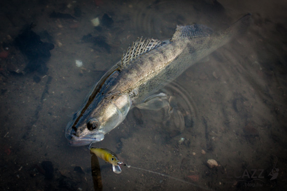 Sullő-20130927-12.jpg