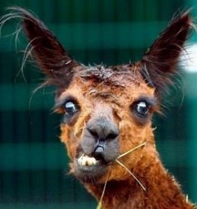 lama3-283x300.jpg