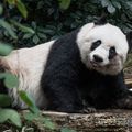 Elaltatták a világ legöregebb fogságban tartott pandáját Hongkongban