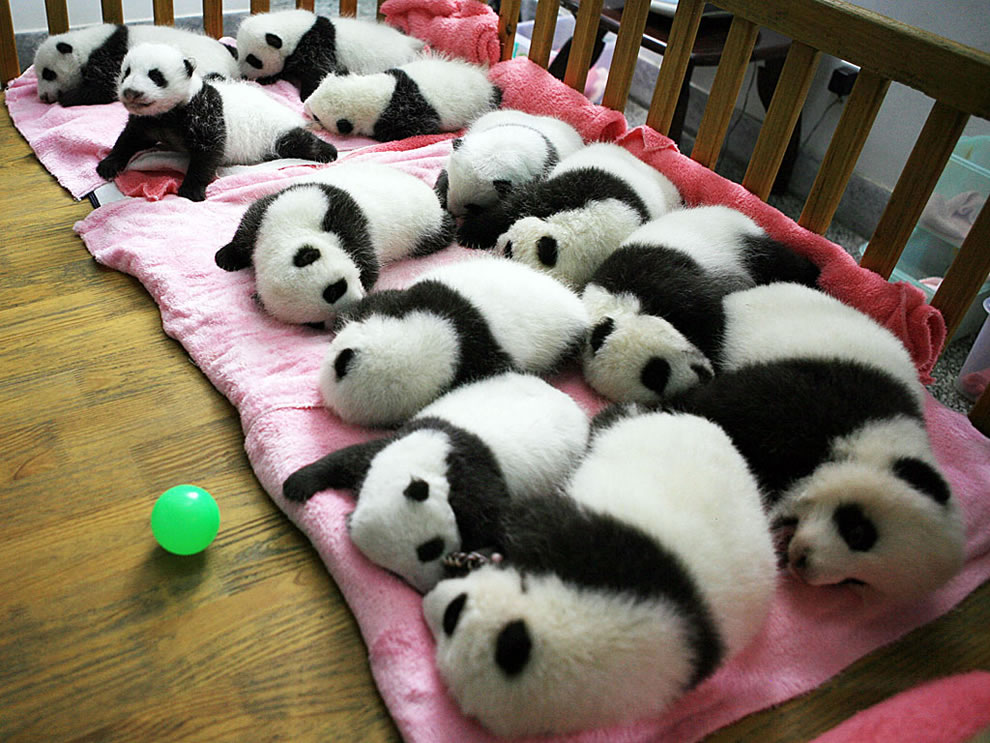 12-baby-giant-pandas-in-a-crib.jpg