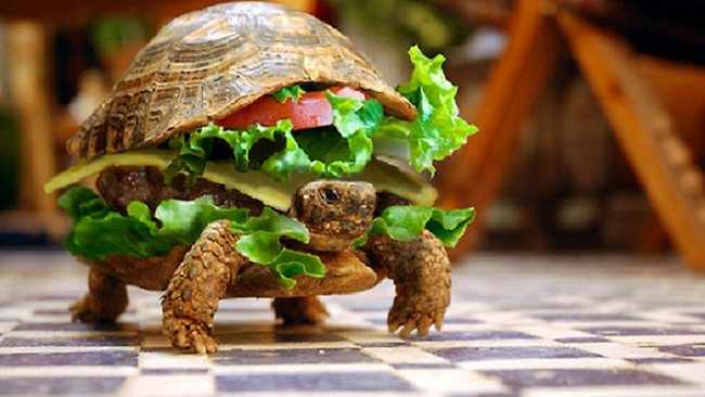 173489-turtle-burger.jpg