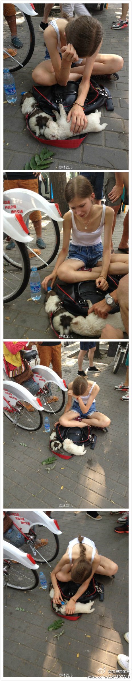 464x2389xA-Foreign-Girl-With-Tears-Gets-Two-Dogs-Free-in-Beijing.jpg.pagespeed.ic.84xhzyXfWm.jpg