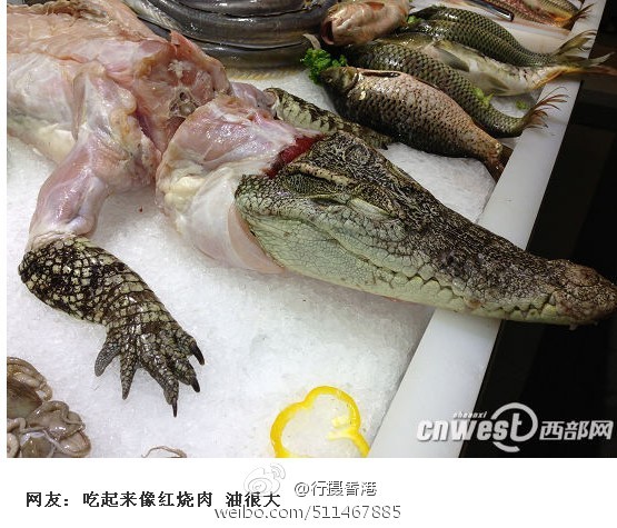 555x475xChina-Shocking-News-Xi-an-Vanguard-Supermarket-Sells-Crocodile-Meat.jpg.pagespeed.ic.IGYsM84Q8B.jpg