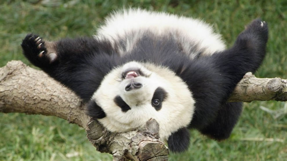 8-Lovely-and-Cute-Giant-Pandas-Photos.jpg