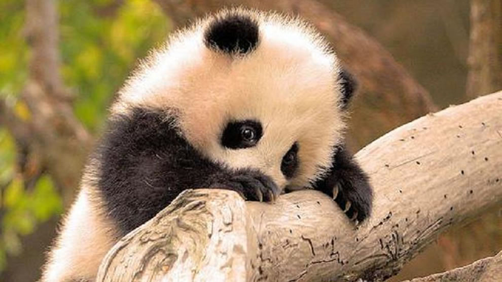 Baby-panda-giant-bucket-of-cute.jpg