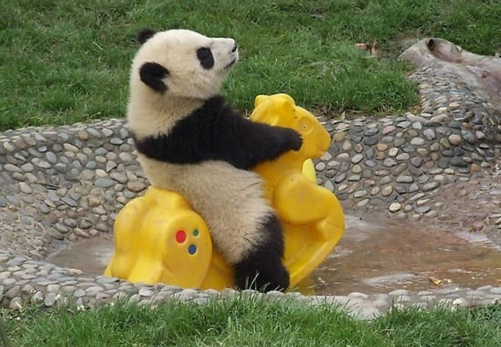 Baby-panda-rides-toys-in-the-water-at-sanctuary.jpg