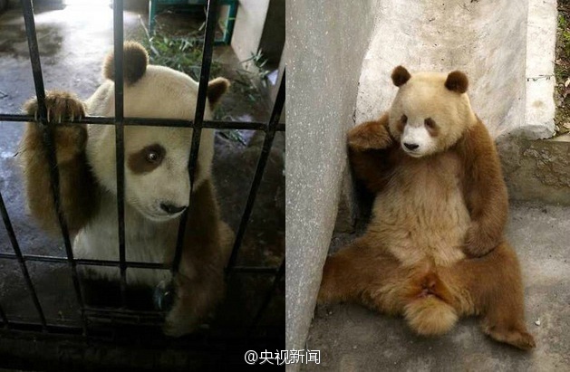 China-Rare-Brown-Panda-Qizai-Pandas-Family-Dream-Comes-True.jpg