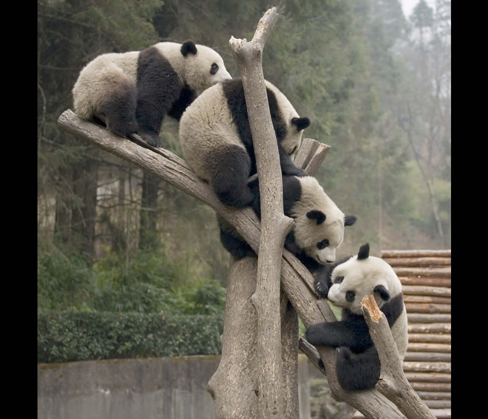 Giant-Pandas-climbing-a-tree-at-Wolong-China.jpg
