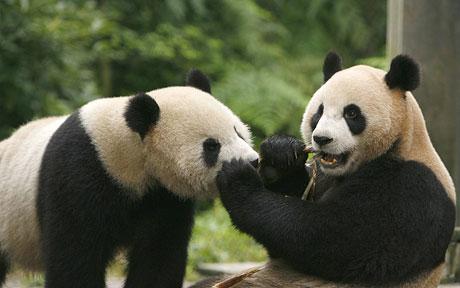 Giant-Pandas_791403c.jpg