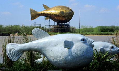 Giant-copper-puffer-fish--008.jpg