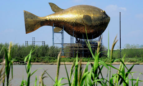 Giant-copper-puffer-fish--013.jpg