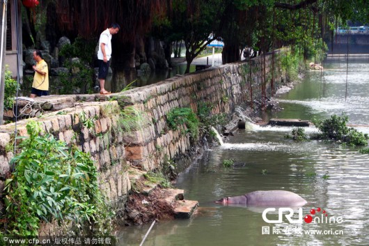 Hippo-in-Shantou-1-530x353.jpg