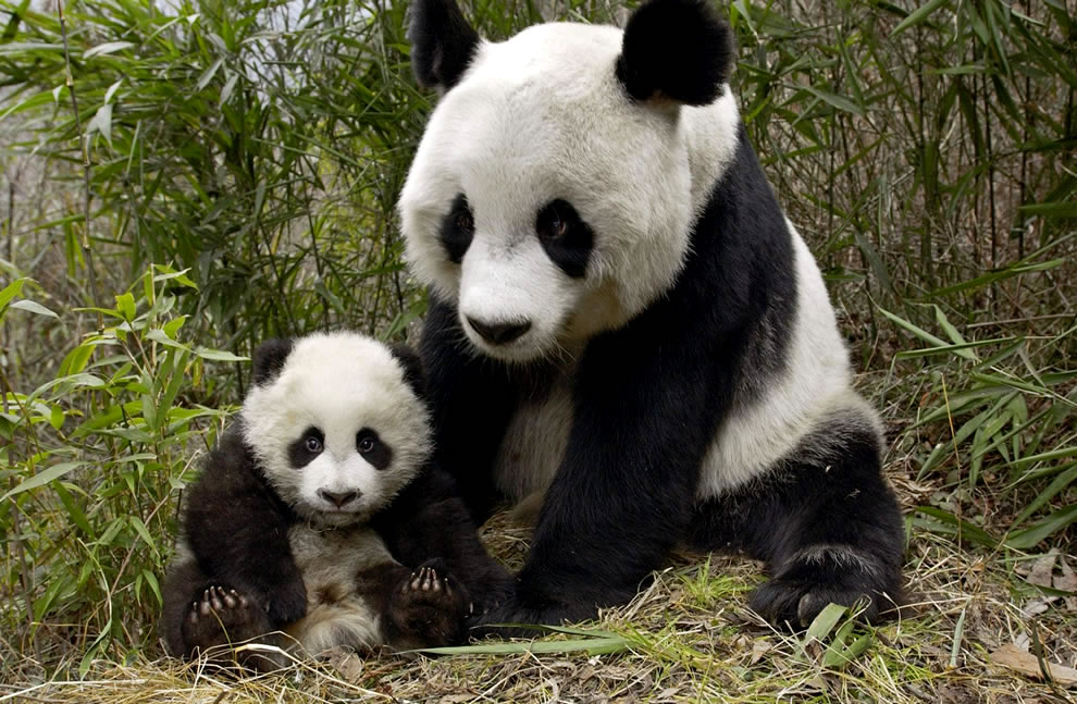 Mother-and-Cub-giant-pandas-at-Wolong-National-Nature-Preserve.jpg