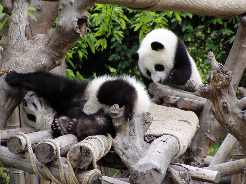 Playful-teenage-giant-pandas-at-Unesco-World-Heritage-Site-in-China.jpg