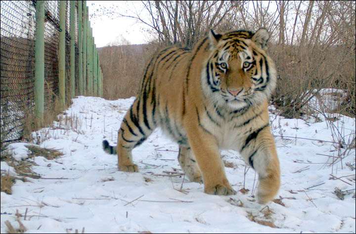 Putyin-tigris-4.jpg
