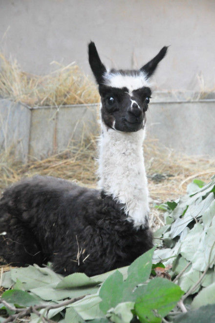 alpaka1.png