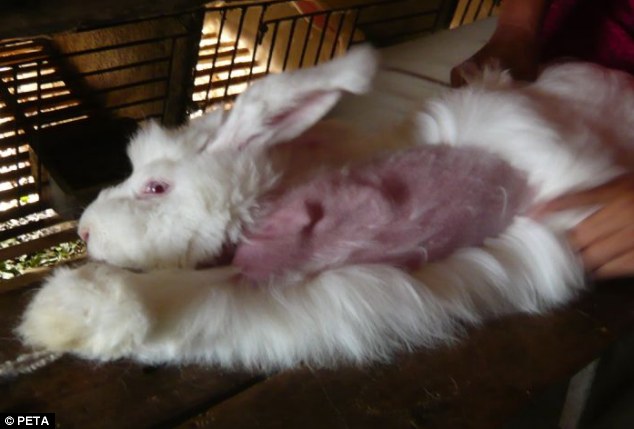 angora-nyulszor2.jpg