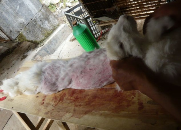 angora-nyulszor6.jpg