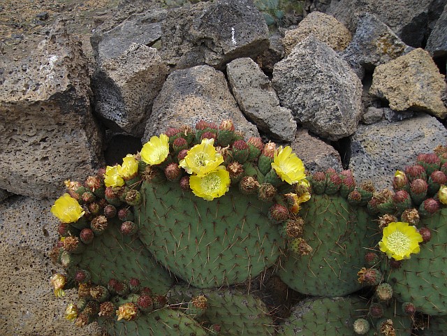 cactus-with-yellow-flowers.jpg
