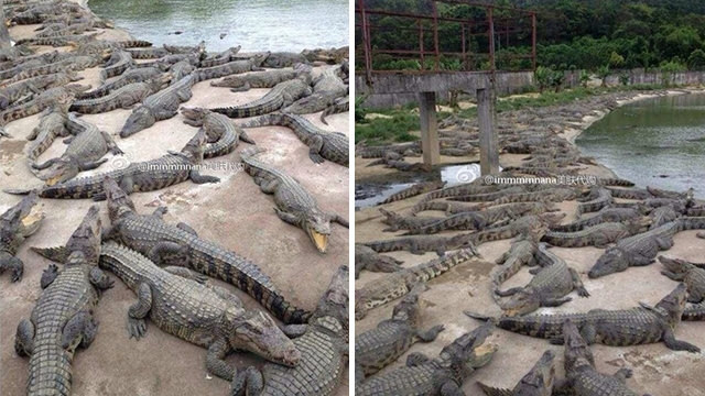 crocodiles-2.png